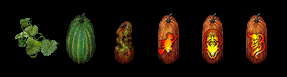 halloween2021pumpkincollection.gif